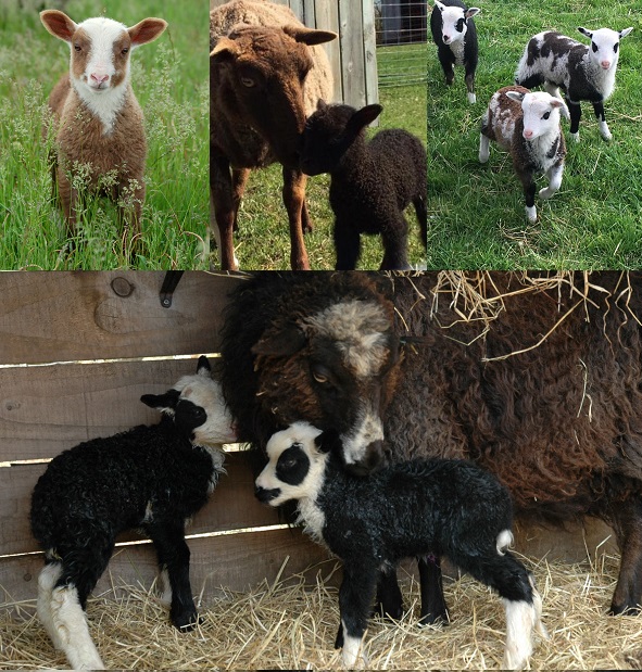  Shetland lambs for sale Pennsylvania 